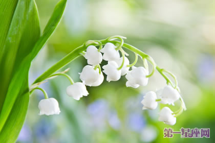 花語傳說：風鈴草的花語與傳說