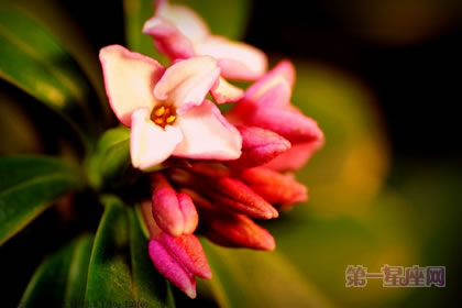 金邊瑞香的花語及象征意義