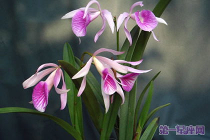 文心蘭的花語(yǔ)：隱藏的愛(ài)