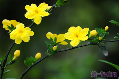 迎春花的花語(yǔ)和傳說(shuō)
