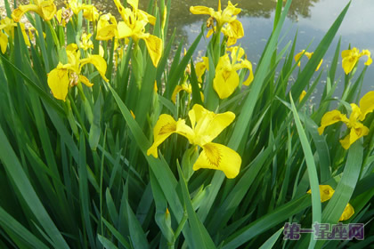 黃花鳶尾花語：信使的幸福 
