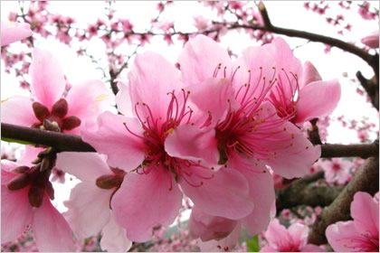 桃花的花語是什么