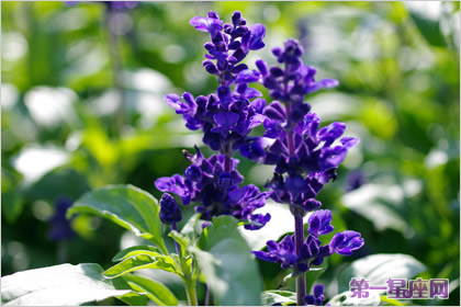 各種花的花語(yǔ)：藍(lán)花鼠尾草花語(yǔ) 