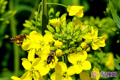 各種花的花語：油菜花的花語是什么？