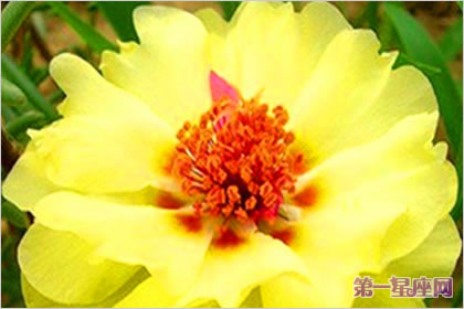 半枝蓮花花語(yǔ)：陽(yáng)光、朝氣