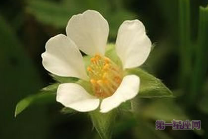 1月14日生日花：無子草莓，生日花語虛偽