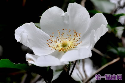 各種花的花語：金櫻子花花語
