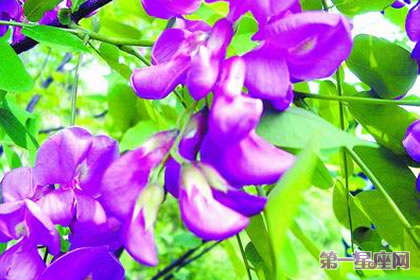 不常見的花與花語：刺槐花的花語