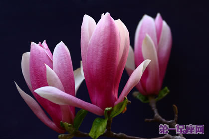 各種花的花語：紫玉蘭的花語