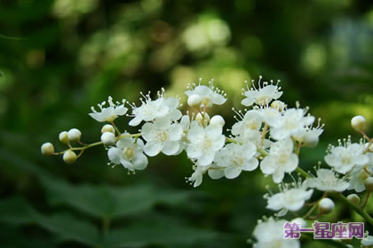 珍珠梅花語：友情、努力