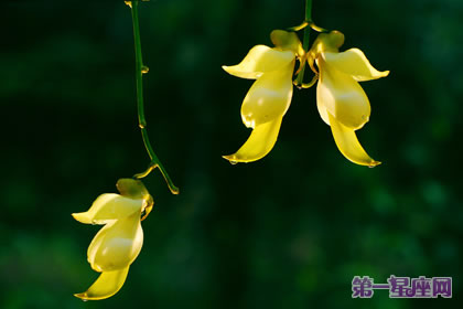 禾雀花的花語：歡快、快樂
