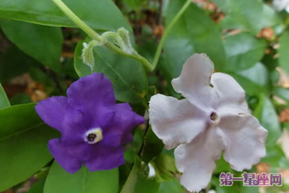 各種花的花語：鴛鴦茉莉的花語是什么？