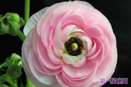 花語傳說：花毛茛的花語及傳說