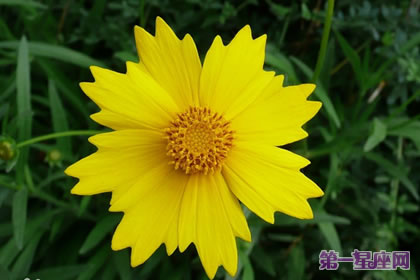 金雞菊花語：競爭心、上進(jìn)心