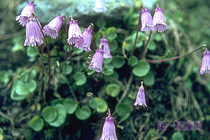 3月14日花語：山櫻草，生日花語慈悲