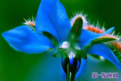花語傳說：琉璃苣花語及傳說