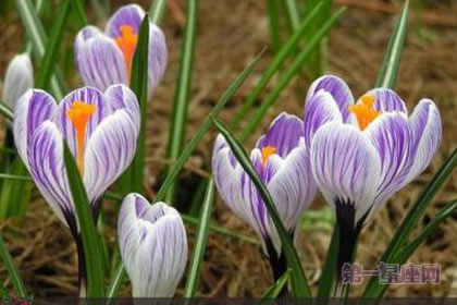 3月12日花語：沙洲蕃紅花，生日花語權(quán)威