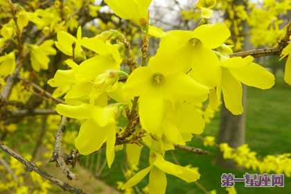 各種花的花語(yǔ)：金鐘花的花語(yǔ)是什么？