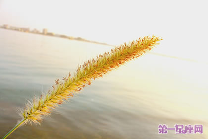 生日花語：貓尾草的花語