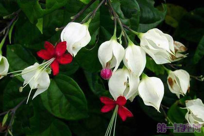 龍吐珠花語：珍貴純潔、內(nèi)心熱誠