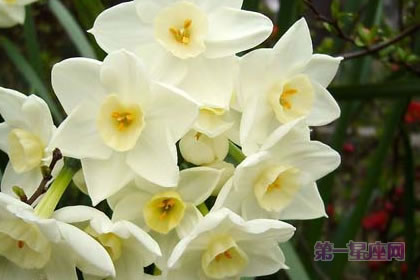 3月7日花語：野生水仙花，生日花語名譽