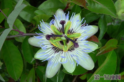 時鐘花的花語及傳說故事 