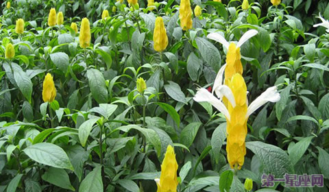 金苞花花語：百年好合、飛黃騰達