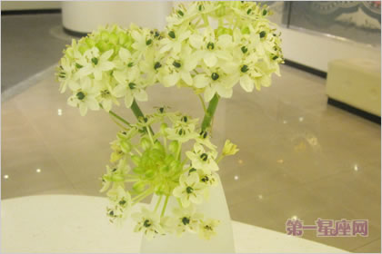 2月19日生日花語：伯利恒之星，生日花語敏感