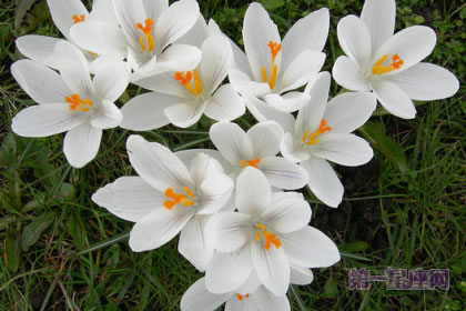 2月21日生日花語(yǔ)：白番紅花，生日花語(yǔ)芳醇