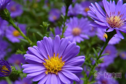 2月22日生日花語：雛菊，生日花語活力