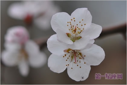 2月23日生日花語：杏樹，生日花語結實