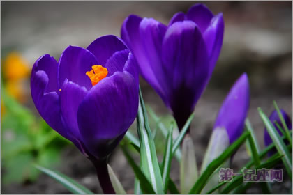2月28生日花語：紫番紅花，生日花語款待