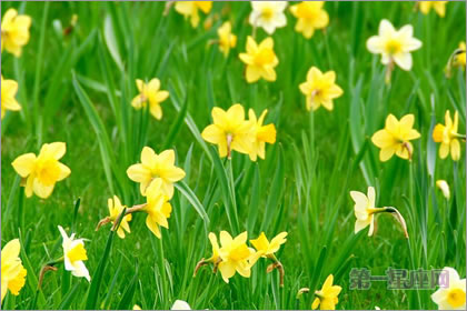 2月29生日花語：野生水仙花，生日花語敬意