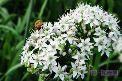 3月1日生日花語：韭菜花，生日花語奉獻