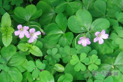 3月17日花語：酢醬草，生日花語愛國