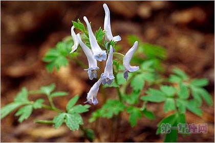 3月29日花語(yǔ)：延胡索，生日花語(yǔ)幻想