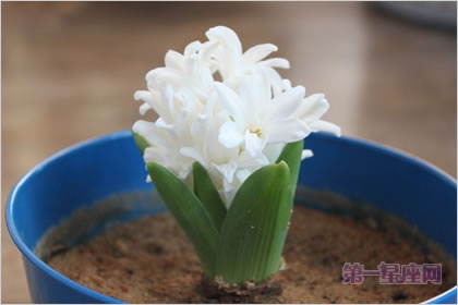 4月6日花語：風信子，生日花語休憩