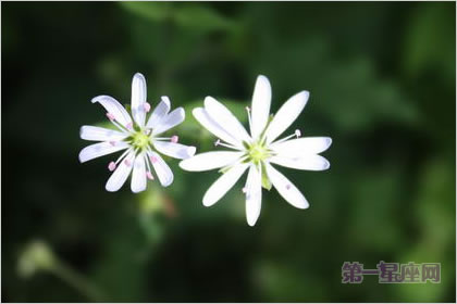 4月15日花語：繁縷花，生日花語雄辯