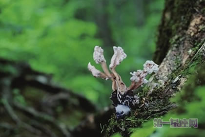 金蟬花的花語是什么？