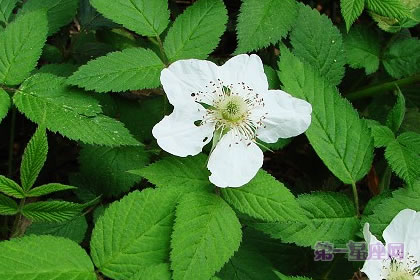 6月12日花語：野薔薇，生日花語浪漫