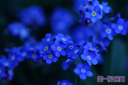 愛情花語：什么花代表不變的愛？