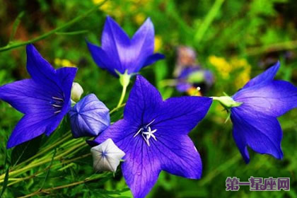 愛情花語：什么花代表不變的愛？