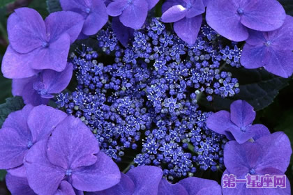 愛情花語：什么花代表不變的愛？