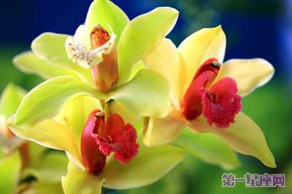 代表四季的花語：春夏秋冬代表花是什么？