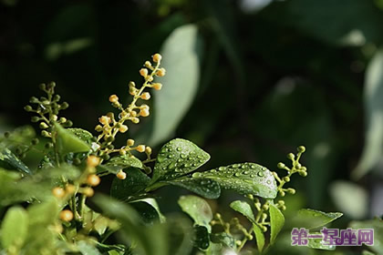 珠蘭的花語和象征代表意義