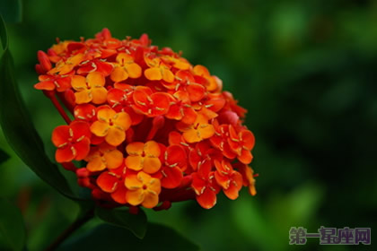 緬甸的國(guó)花龍船花