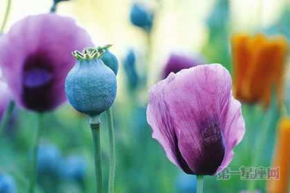 6月20日花語(yǔ)：長(zhǎng)莢罌粟，生日花語(yǔ)休息