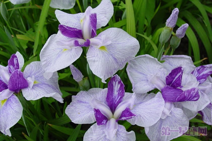 花菖蒲花語是什么？