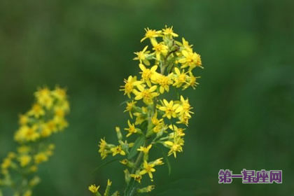 花語：秋麒麟草，生日花語孤獨
