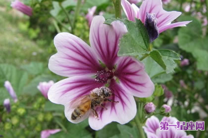 7月3日花語：錦葵，生日花語風味
